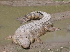 Krokodyl różańcowy© St. Augustine Alligator Farm