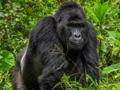 Uganda Wildlife Authority (UWA) 