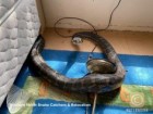 Brisbane North Snake Catchers and Relocation, FB