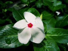 Barwinek różowy (Catharanthus roseus)