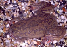 Południowoafrykańska żaba szponiasta (Xenopus laevis)