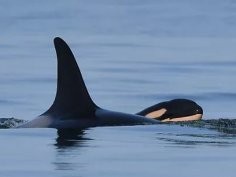 Photo by Katie Jones, Center for Whale Research