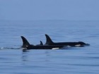 Photo by Dave Ellifrit, Center for Whale Research