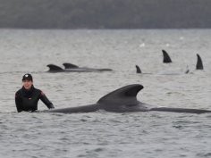 Tasmania Government