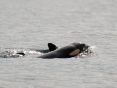 Talia Goodyear/Orca Spirit Adventures/Pacific Whale Watch Association