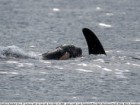 Leah Vanderwiel/Orca Spirit Adventures/Pacific Whale Watch Association