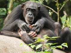 Liran Samuni, Taï Chimpanzee Project 