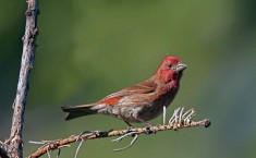 Ashok Khosla, Audubon Society