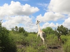 Ishaqbini-Hirola Community Conservancy