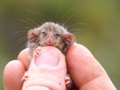 Ashlee Benc, Kangaroo Island Land for Widlife