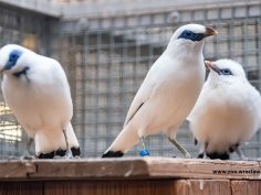 ZOO Wrocław