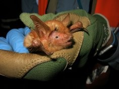 Bat Conservation International