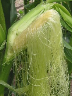 Kolba kukurydzy zwyczajnej (Zea mays)