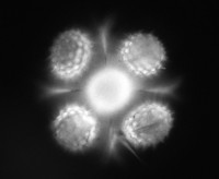 Pyłek słonecznika oglądany w trzech wymiarach
