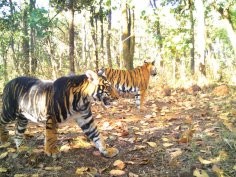 Similipal National Park