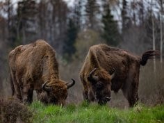 Dr hab. Rafał Kowalczyk, Instytut Biologii Ssaków PAN w Białowieży