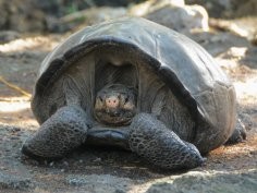 Galapagos Conservancy