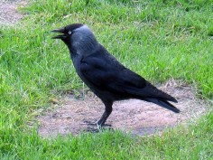 Kawka (Corvus monedula)