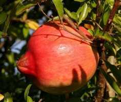 Owoc granatu (Punica granatum)