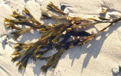 Morszczyn pęcherzykowaty (Fucus vesiculosus)