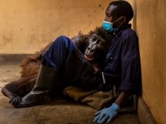 Brent Stirton/Virunga National Park