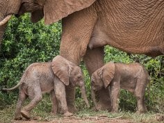 Jane Wynyard/ Save the Elephants