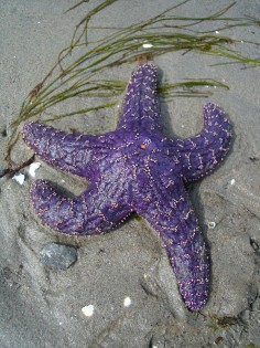 Przedstawiciel gatunku Pisaster ochraceus