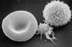 Od prawej: erytrocyt, trombocyt, leukocyt