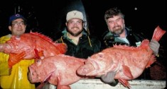 Sebastes borealis© NOAA