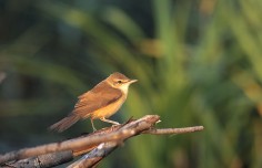 Trzciniak zwyczajny (Acrocephalus arundinaceus)