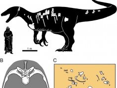 Aranciaga Rolando, A.M., Motta, M.J., Agnolín, F.L. et al. Sci Rep 12, 6318 (2022)