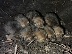 Red Wolf Recovery Program, FWS