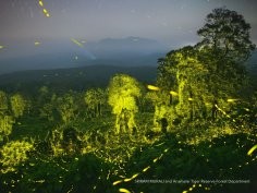 Sriram Murali/Anamalai Tiger Reserve Forest Department