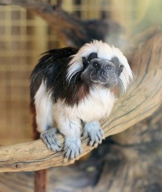 Tamaryna białoczuba (Saguinus oedipus)