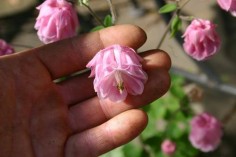 Aquilegia x hybrida