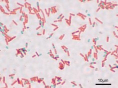Laseczki sienne (Bacillus subtilis)