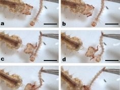 Robert G Hancock et al. How Toxorhynchites amboinensis, Psorophora ciliata, and Sabethes cyaneus (Diptera: Culicidae) Capture Prey, Annals of the Entomological Society of America, 2022;, saac017, https://doi.org/10.1093/aesa/saac017