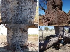 O'Connor, S., Lewis, D. et al. (2022). Art in the bark: Indigenous carved boab trees (Adansonia gregorii) in north-west Australia. Antiquity, 1-18. doi:10.15184/aqy.2022.129