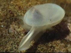 Valentich-Scott, Goddard, A fossil species found living off southern California, with notes on the genus Cymatioa, ZooKeys 1128