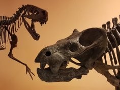 Fot. Agnieszka Kapuścińska, Muzeum Ewolucji Instytutu Paleobiologii PAN