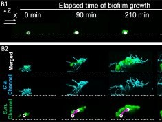 Zhi Ren et al. PNAS Vol.119 No. 41, October 3, 2022.