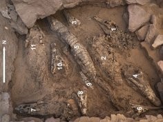 Bea de Cupere et al. Newly discovered crocodile mummies of variable quality from an undisturbed tomb at Qubbat al-Hawā (Aswan, Egypt), PLOS ONE; Jan 18, 2023