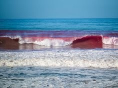 Scripps Institution of Oceanography / UC San Diego