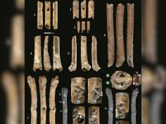 Davin, L., Tejero, JM., Simmons, T. et al. Bone aerophones from Eynan-Mallaha... Sci Rep 13, 8709 (2023)