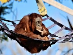 Denver Zoo