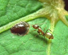 Mrówka argentyńska (Linepithema humilis)
