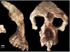 Sevim-Erol, A., Begun, D.R., Sözer, Ç.S. et al. A new ape from Türkiye and the radiation of late Miocene hominines. Commun Biol 6, 842 (2023)