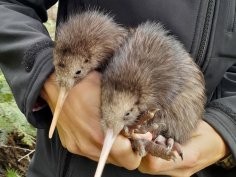 The Capital Kiwi Project