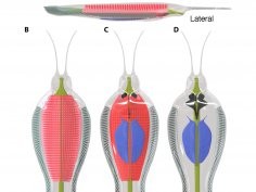 Tae-Yoon S. Park et al., A giant stem-group chaetognath.Sci. Adv.10,eadi6678(2024).DOI:10.1126/sciadv.adi6678 