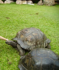 Wielki żółw z Seszeli (Dipsochelys Hololissa)